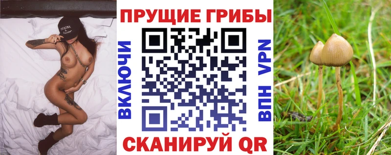 Псилоцибиновые грибы Psilocybe  дарнет шоп  Пионерский 